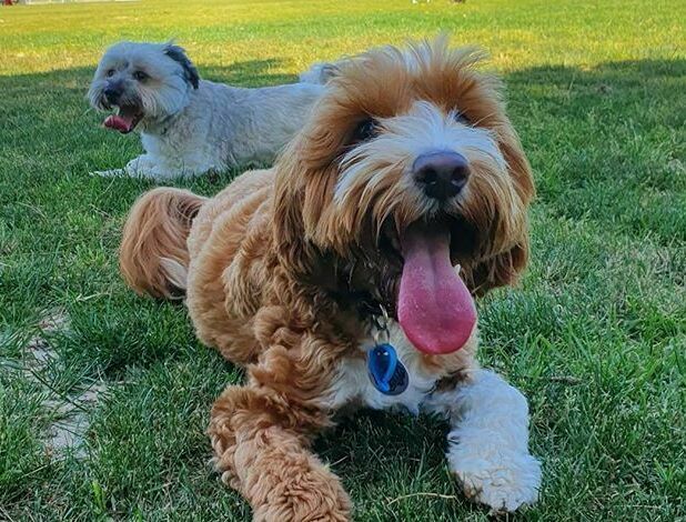 Cavalier King Charles Spaniel